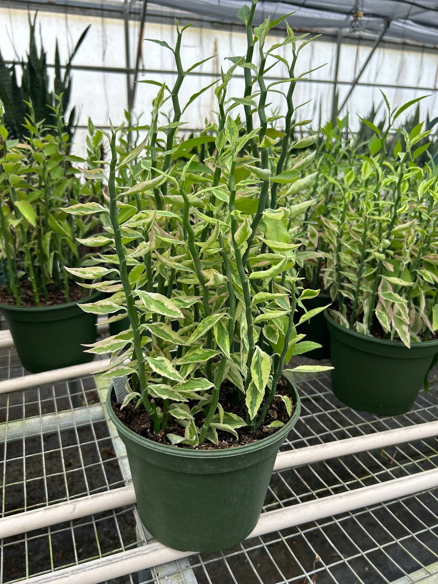 Variegated Devil's Backbone Euphorbia | Cactus Clint