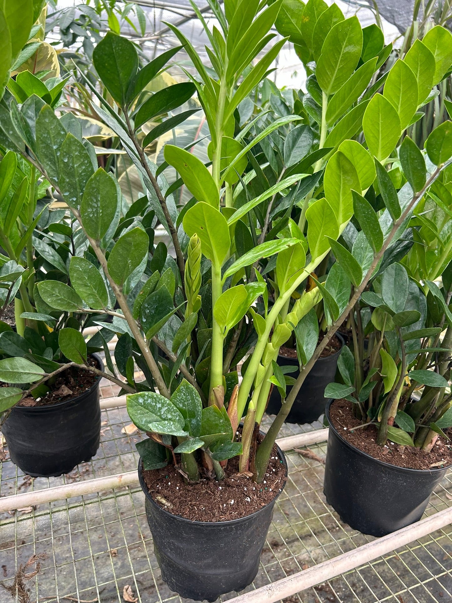 Zamioculcas Zamiifolia ZZ | Cactus Clint