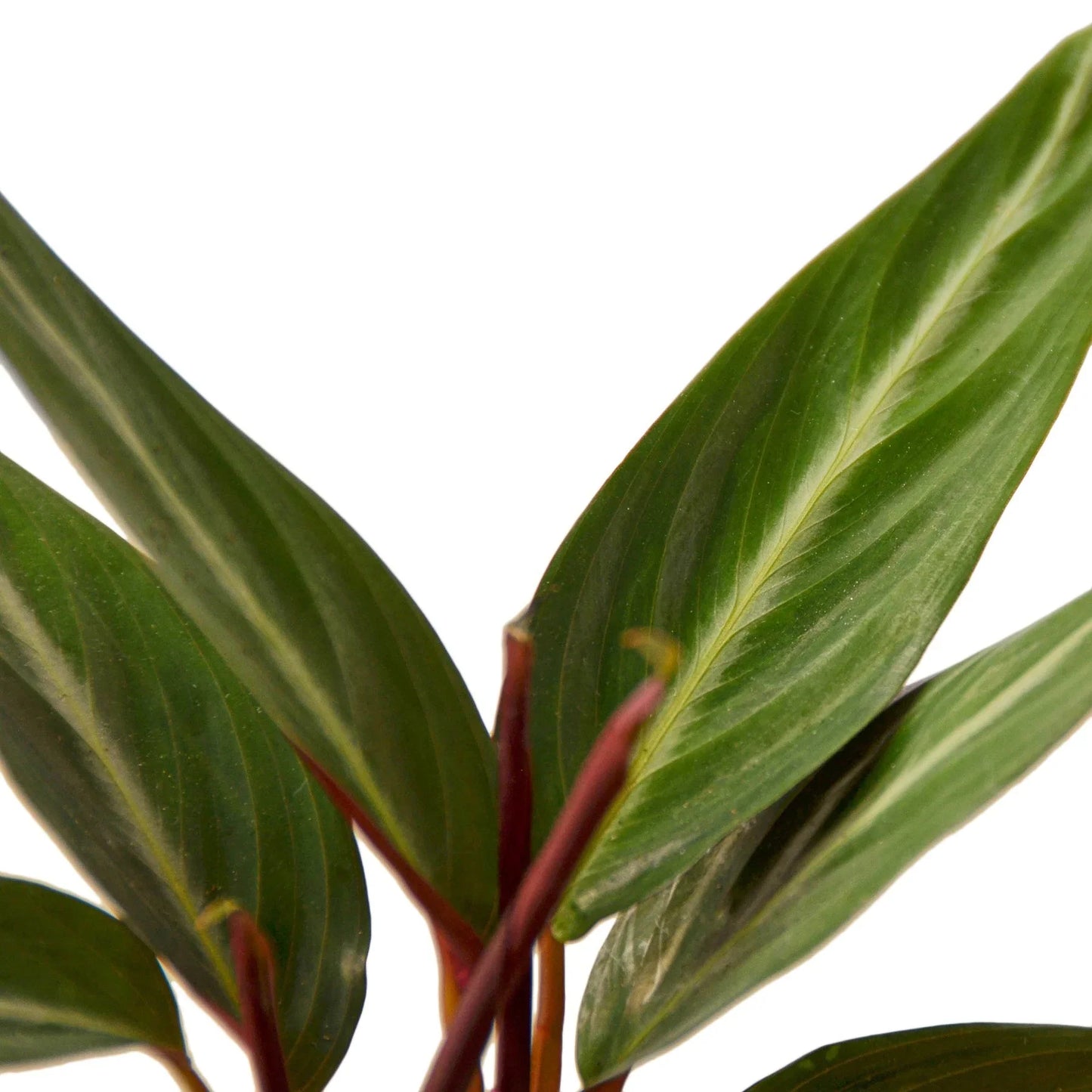 Stromanthe Sanguinea | Cactus Clint