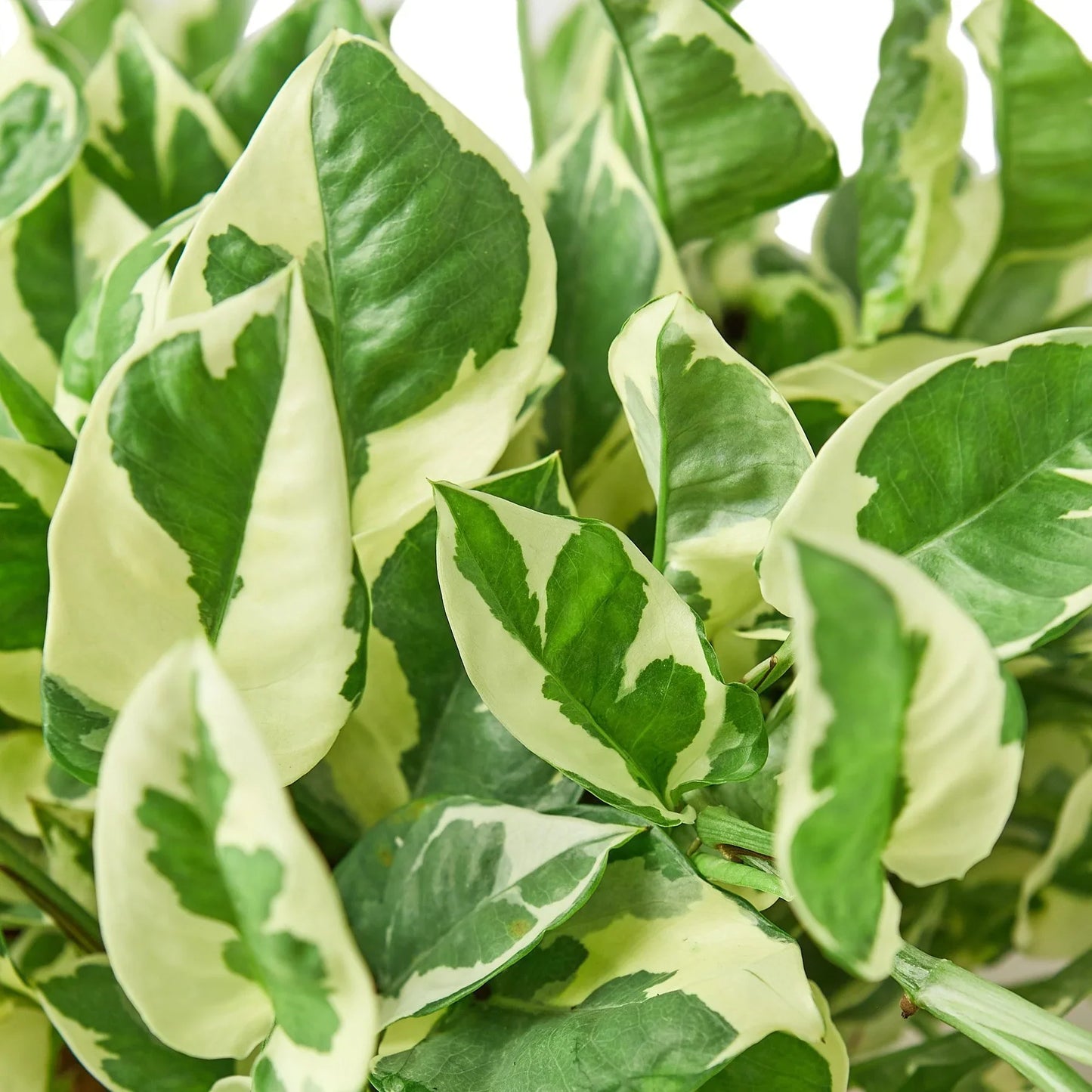 Pothos 'N'joy' | Cactus Clint