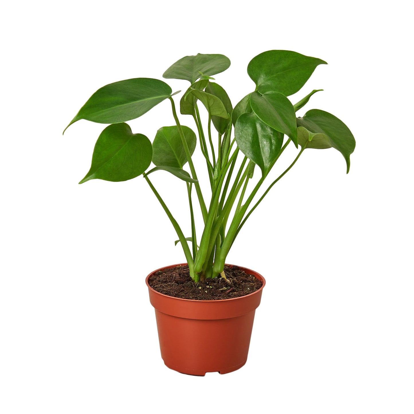 Philodendron Monstera Split-Leaf | Cactus Clint