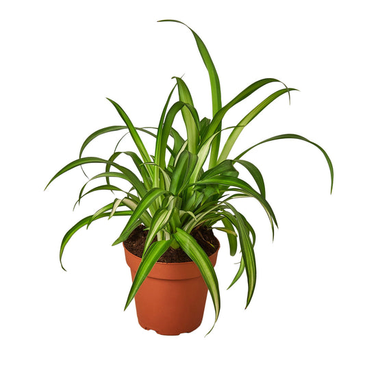 Spider Plant Hawaiian | Cactus Clint