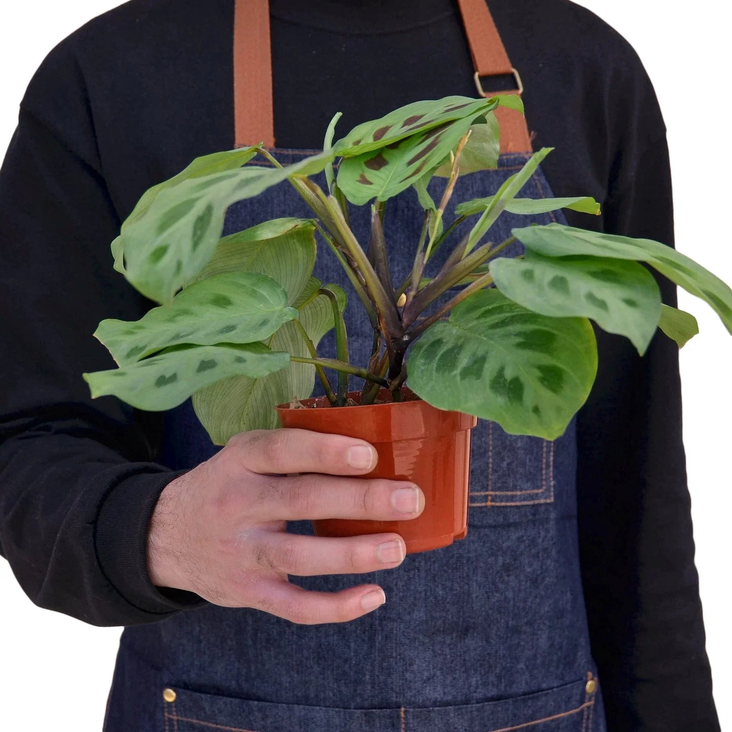 Maranta 'Leuconeura' | Cactus Clint
