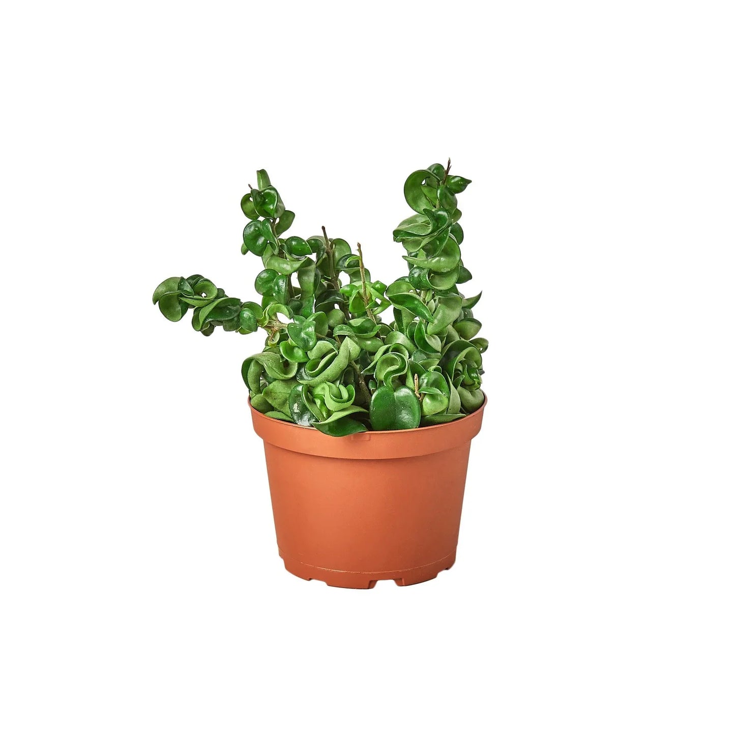 Hoya Rope Plant | Cactus Clint