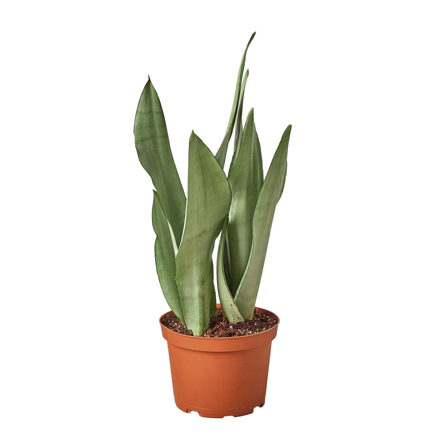 Snake Plant Moonshine | Cactus Clint
