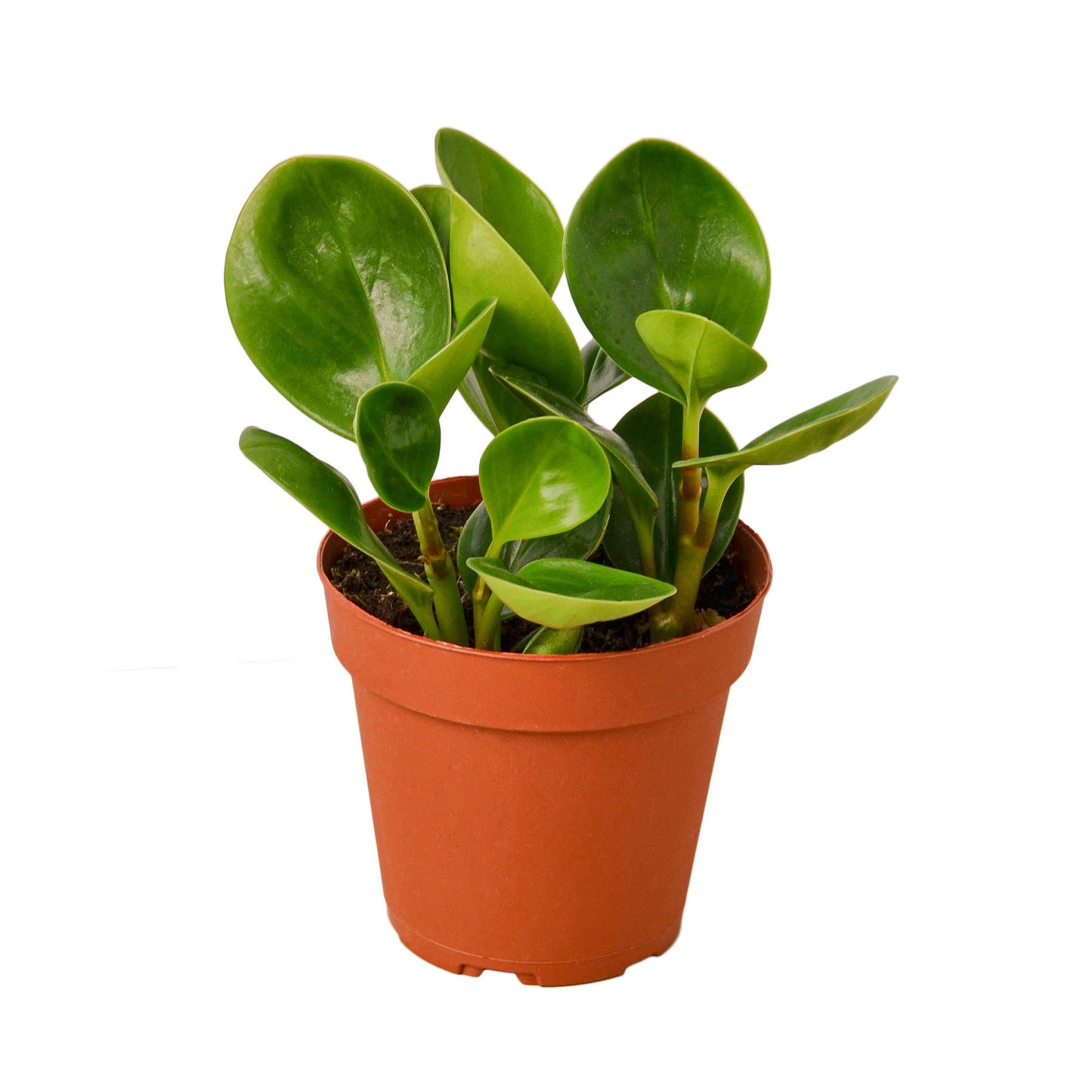 Peperomia Thailand | Cactus Clint