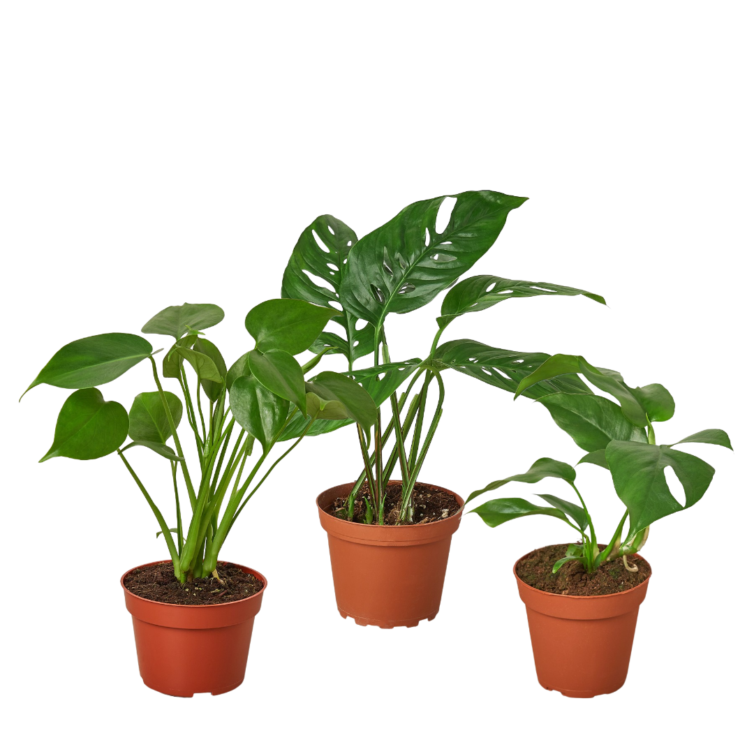 Monstera Bundle | Cactus Clint