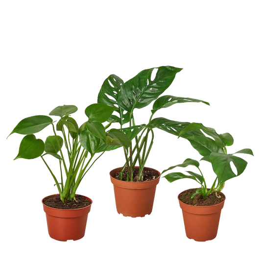 Monstera Bundle | Cactus Clint