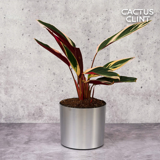 Stromanthe Triostar | Cactus Clint