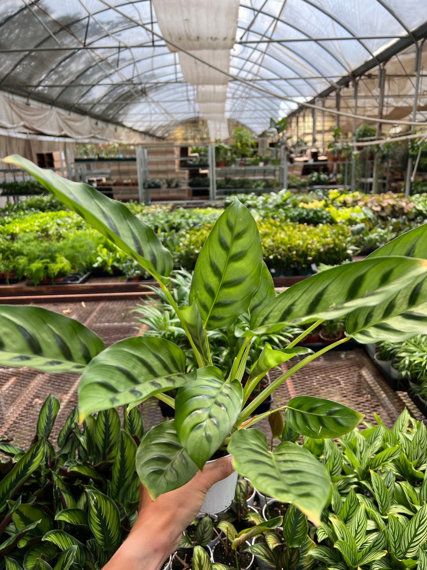 Calathea Leopardina | Cactus Clint