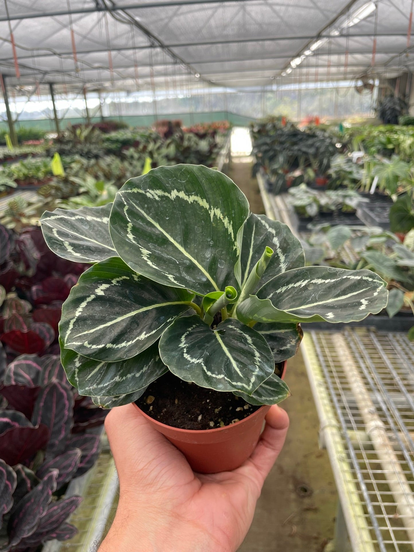 Calathea 'Green Goddess' | Cactus Clint