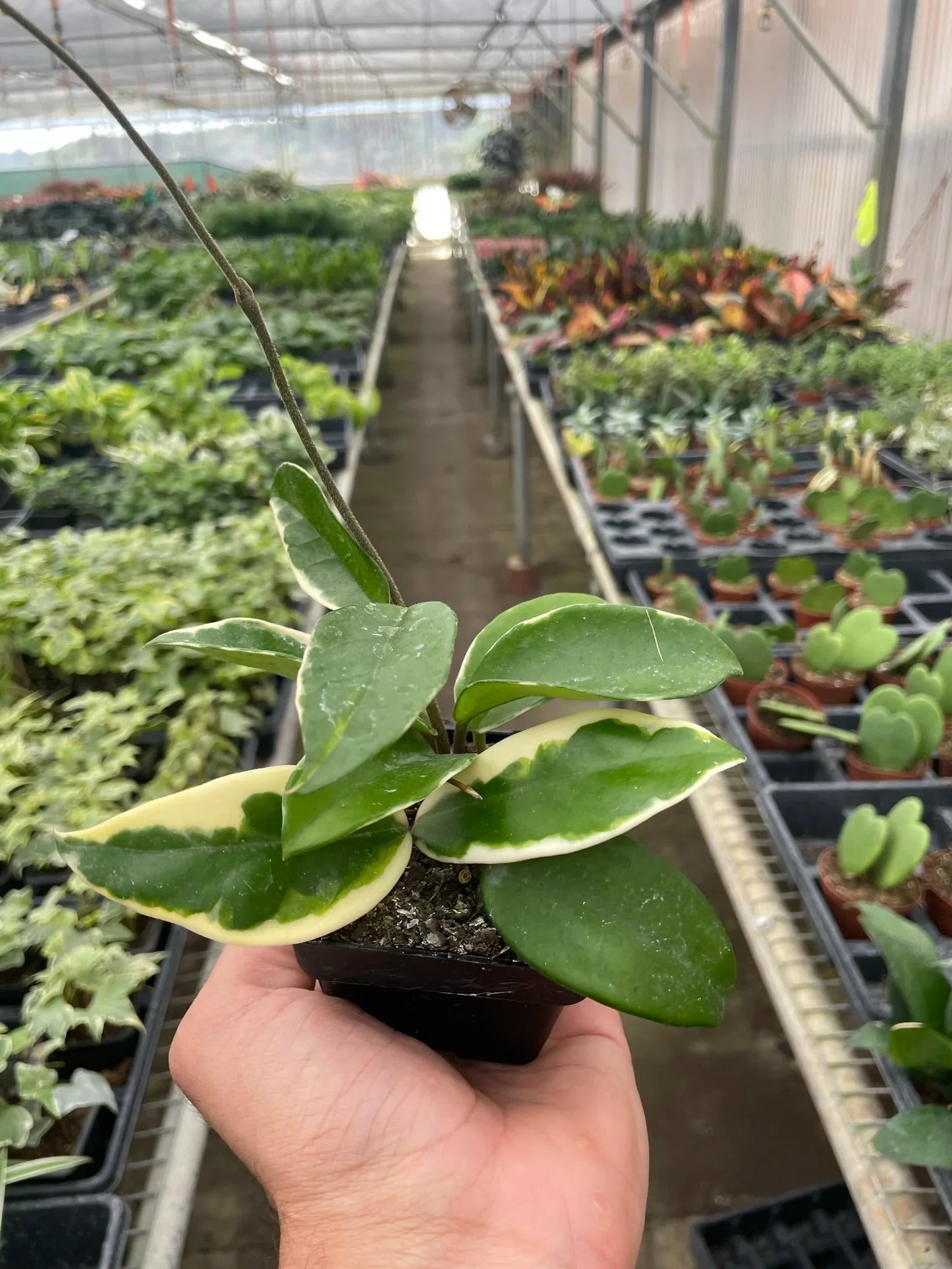 Hoya Carnosa 'Tricolor' | Cactus Clint