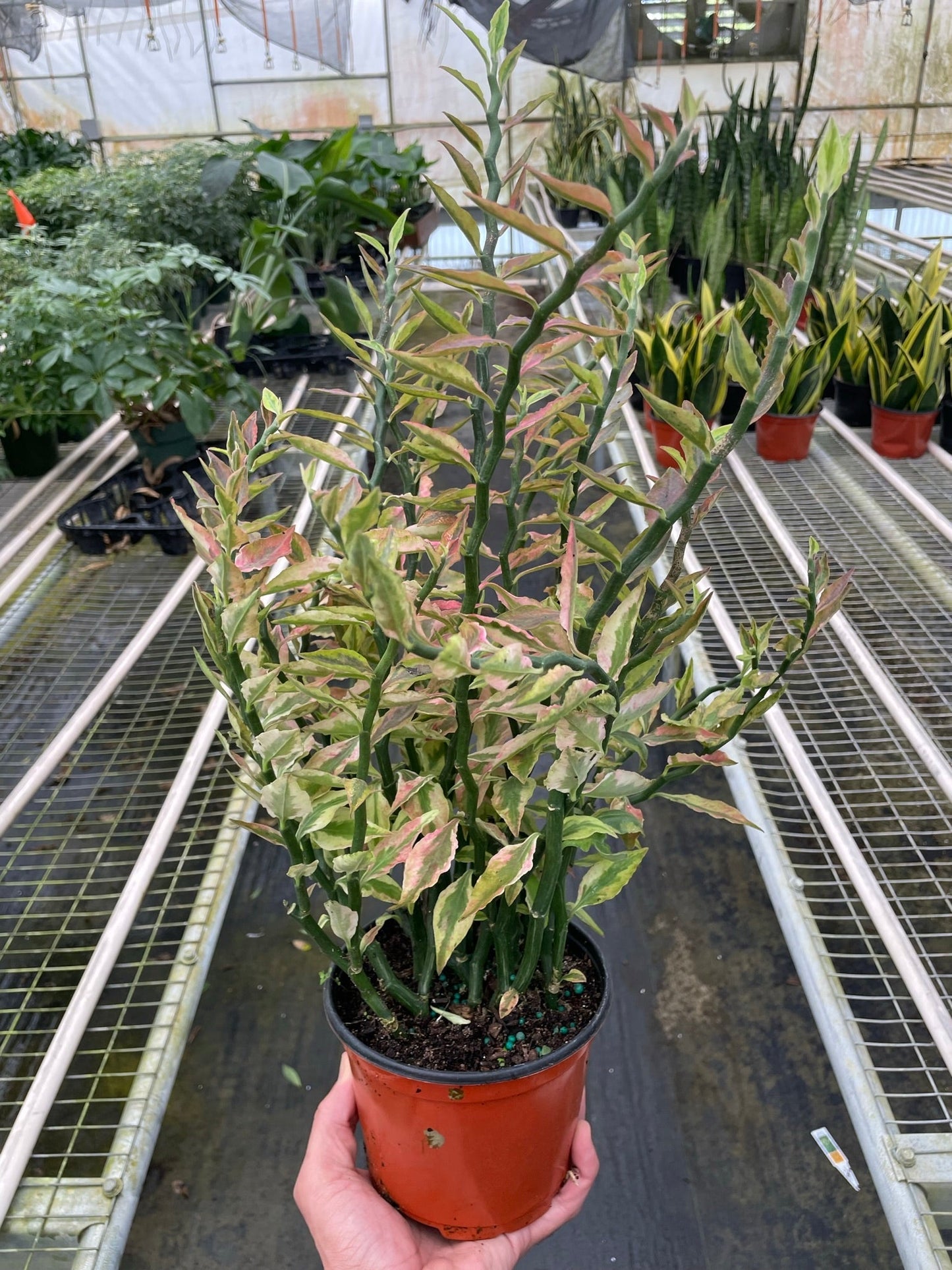Variegated Devil's Backbone Euphorbia | Cactus Clint