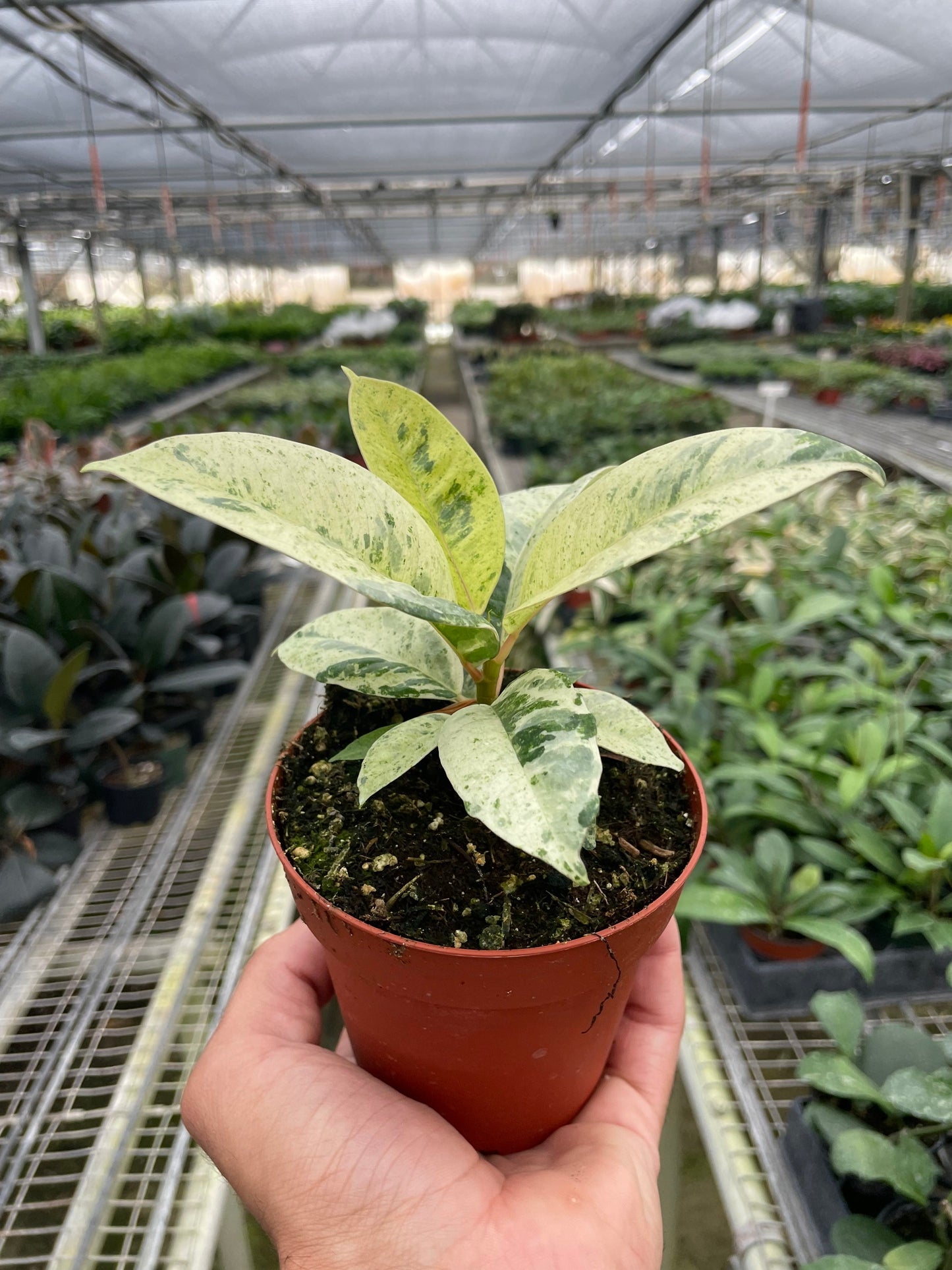 Ficus 'shivereana' (Moonshine) | Cactus Clint