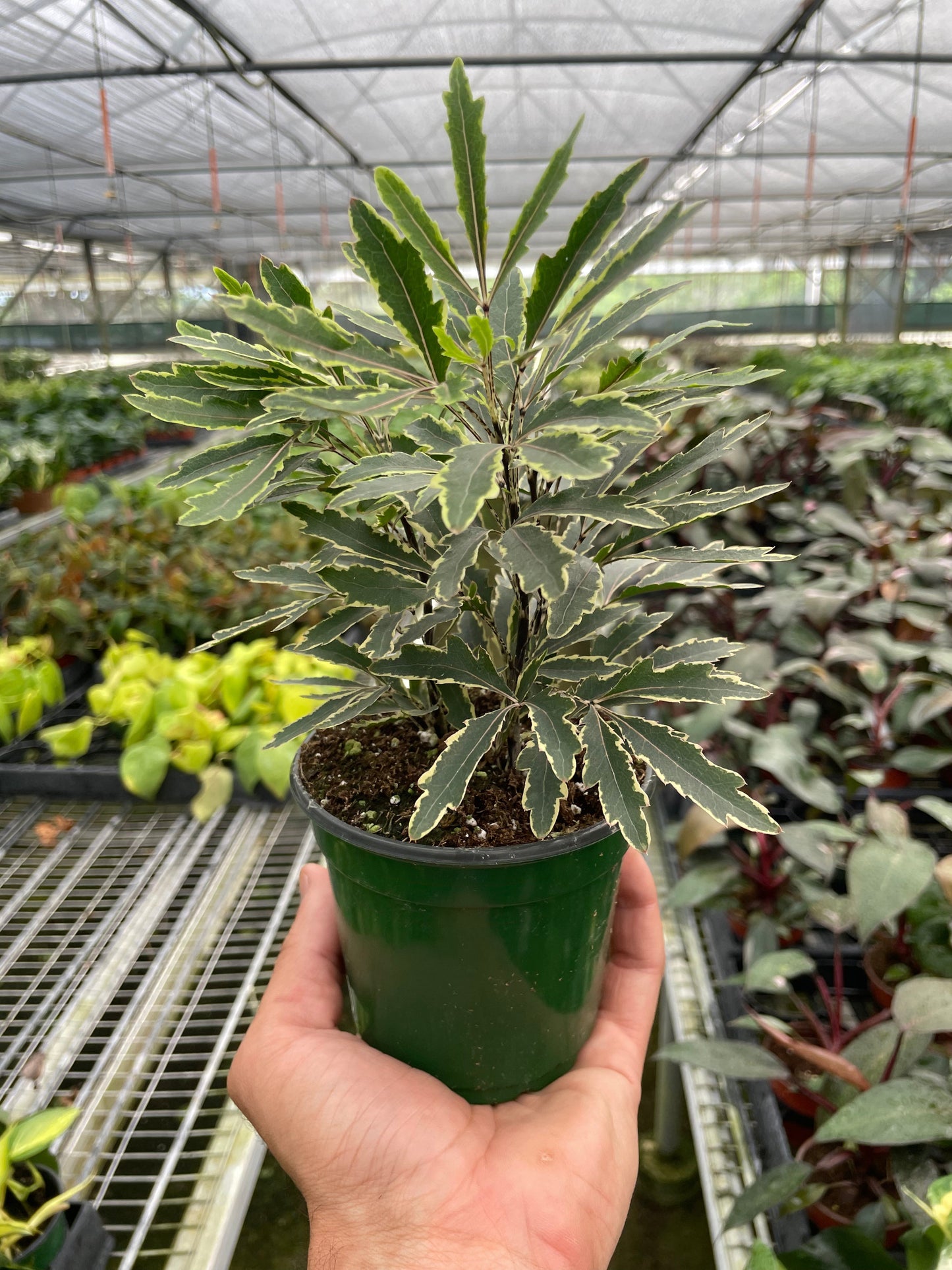 Aralia 'Bianca' | Cactus Clint
