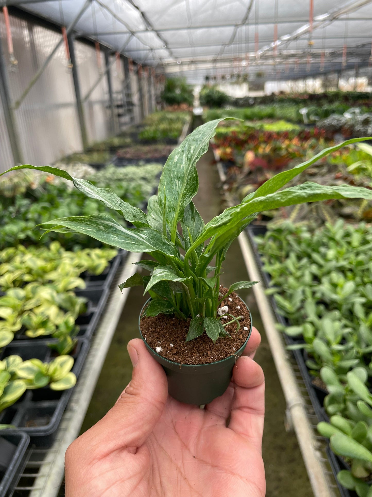 Variegated Spathiphyllum 'Domino' | Cactus Clint