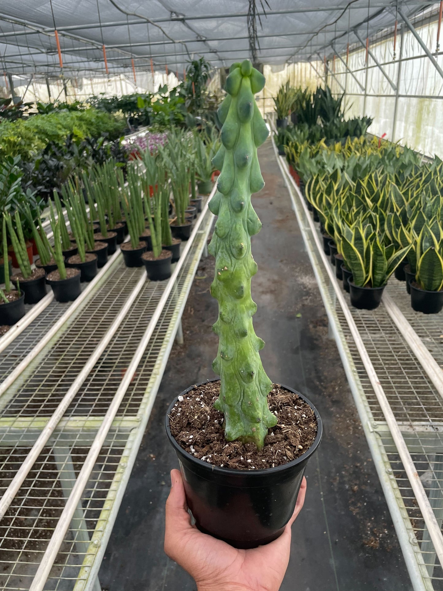 Boobie Cactus | Cactus Clint