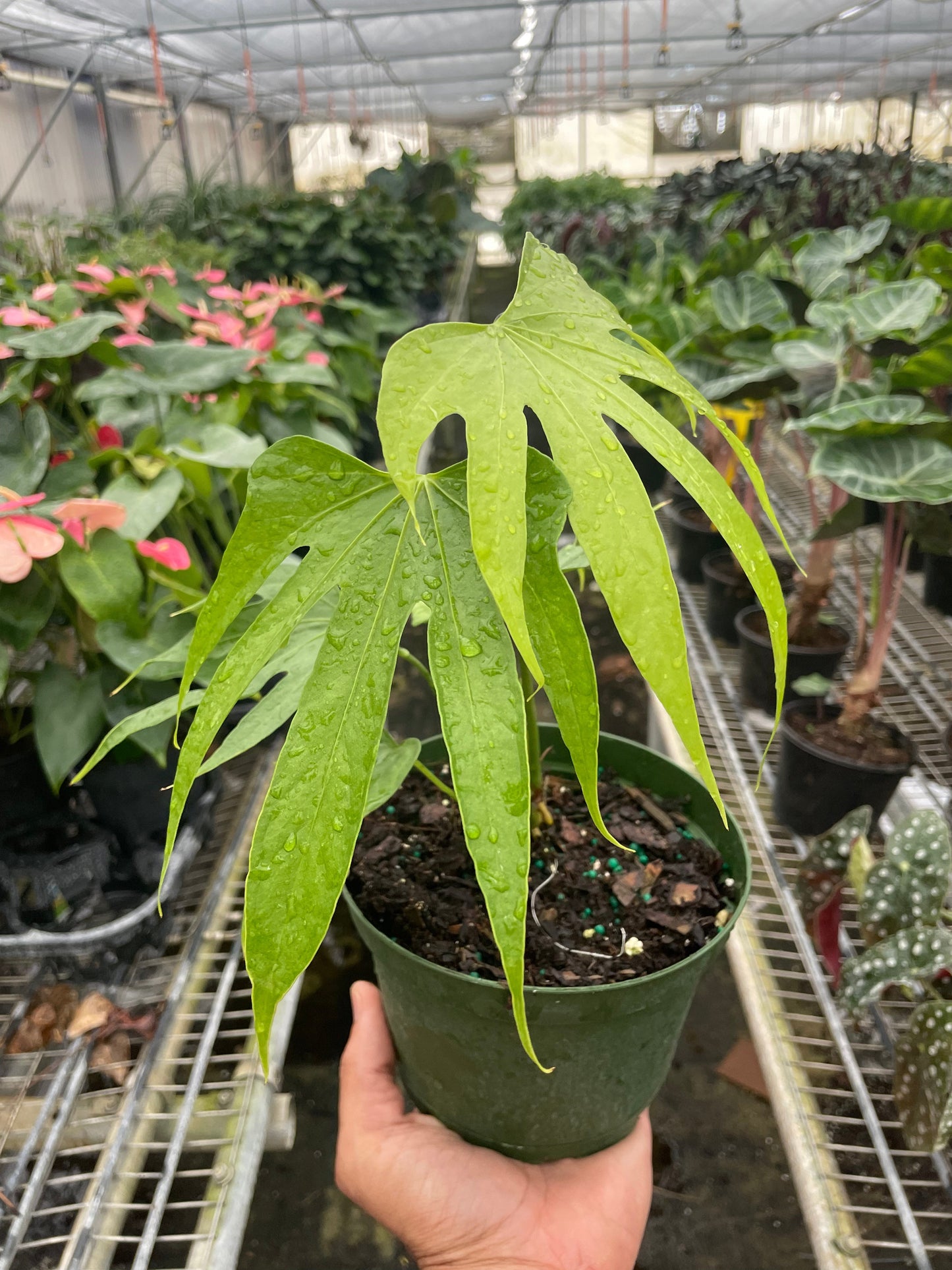 Anthurium Fingers | Cactus Clint