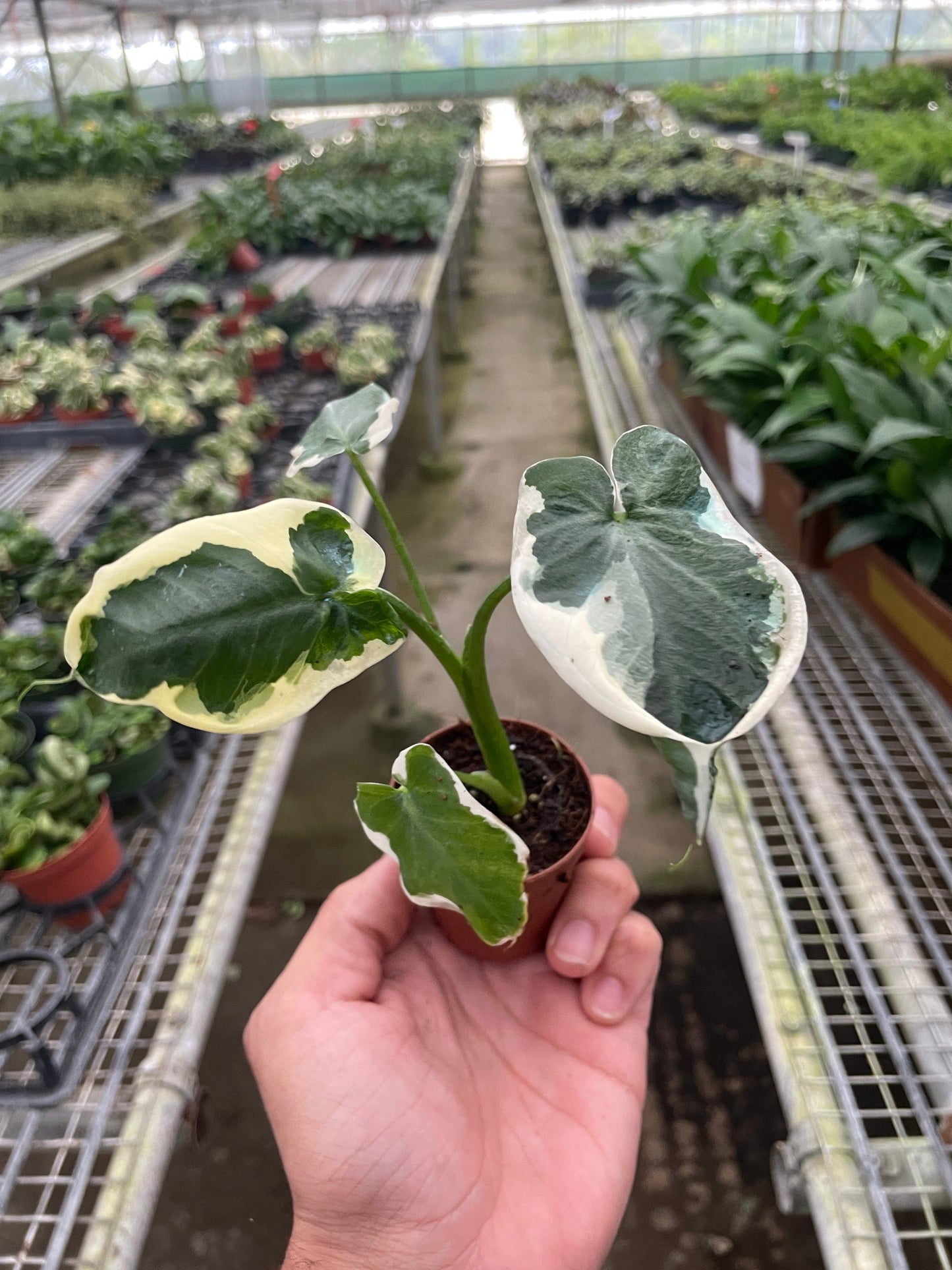 Alocasia 'Mickey Mouse' (Xanthosoma sagittifolium 'Variegatum Monstrosum') | Cactus Clint