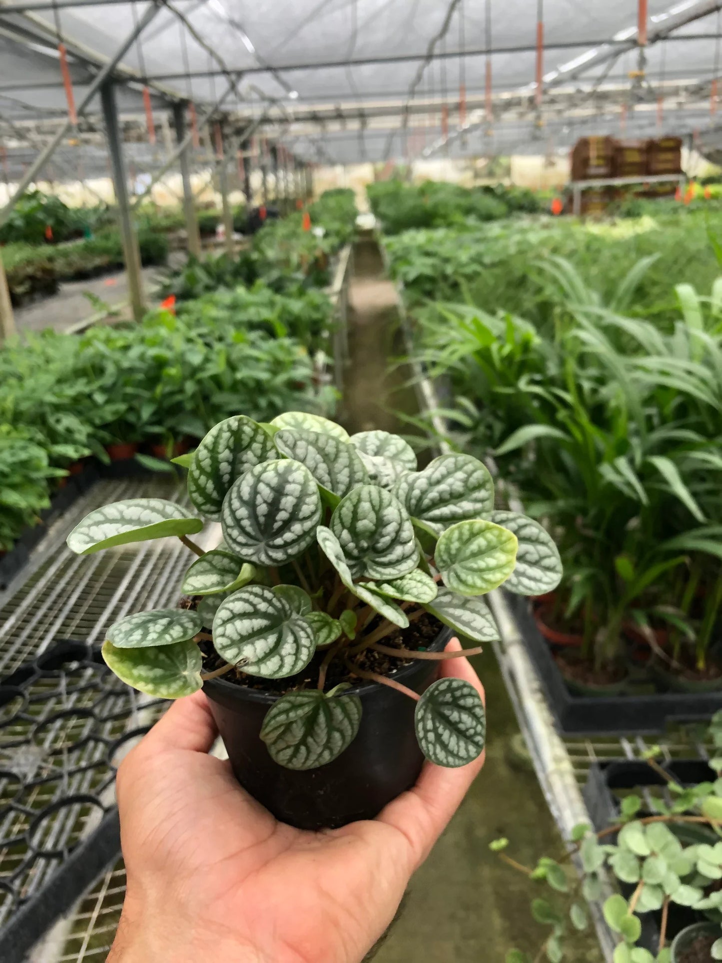 Peperomia 'Burbella' | Cactus Clint