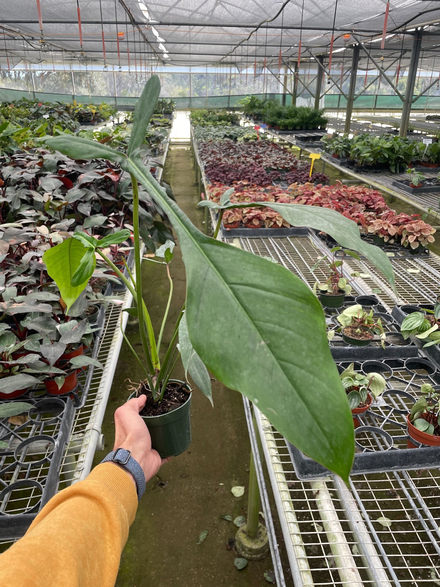 Philodendron 'Joepii' | Cactus Clint