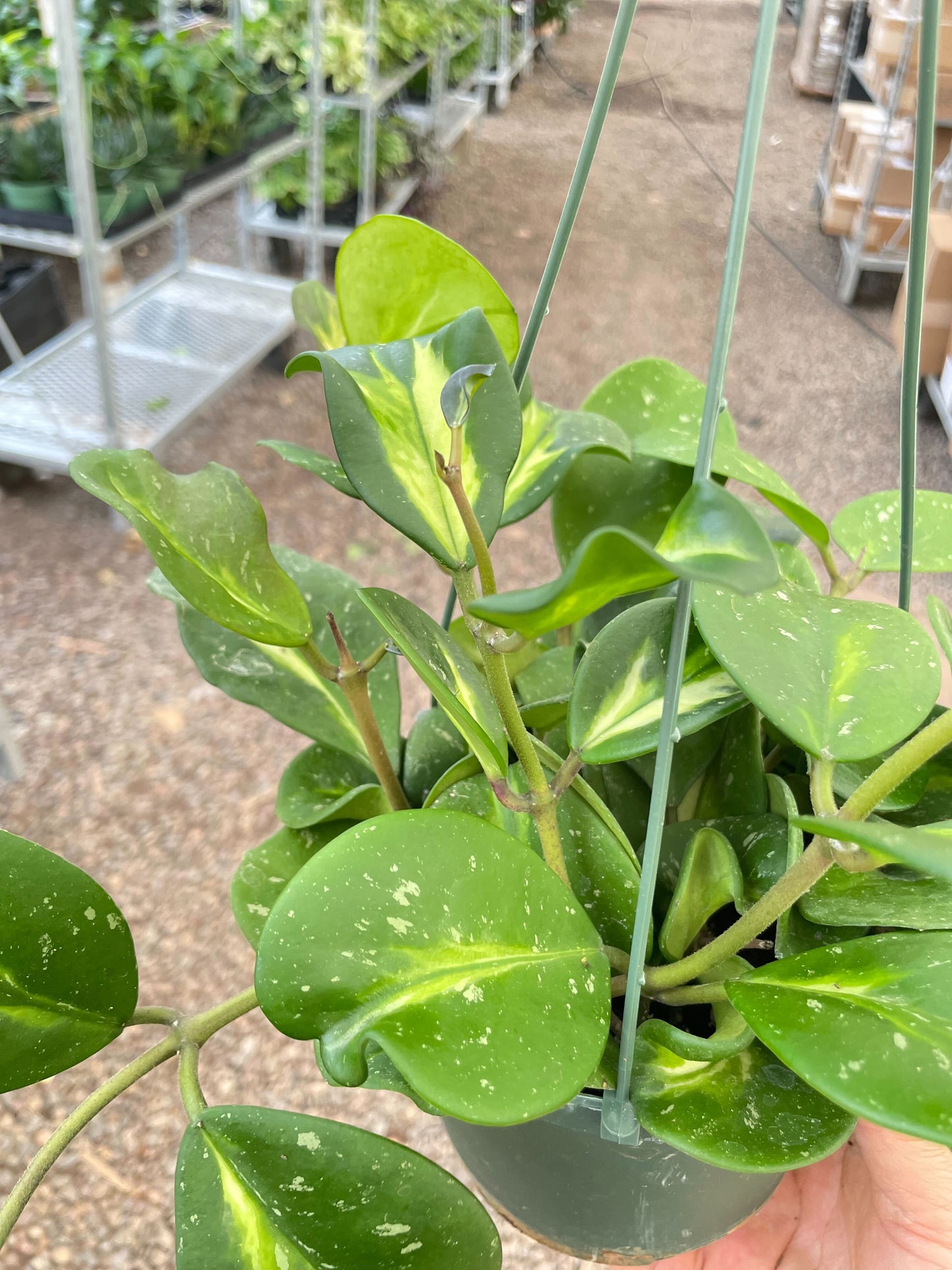 Hoya Obovata Reverse | Cactus Clint