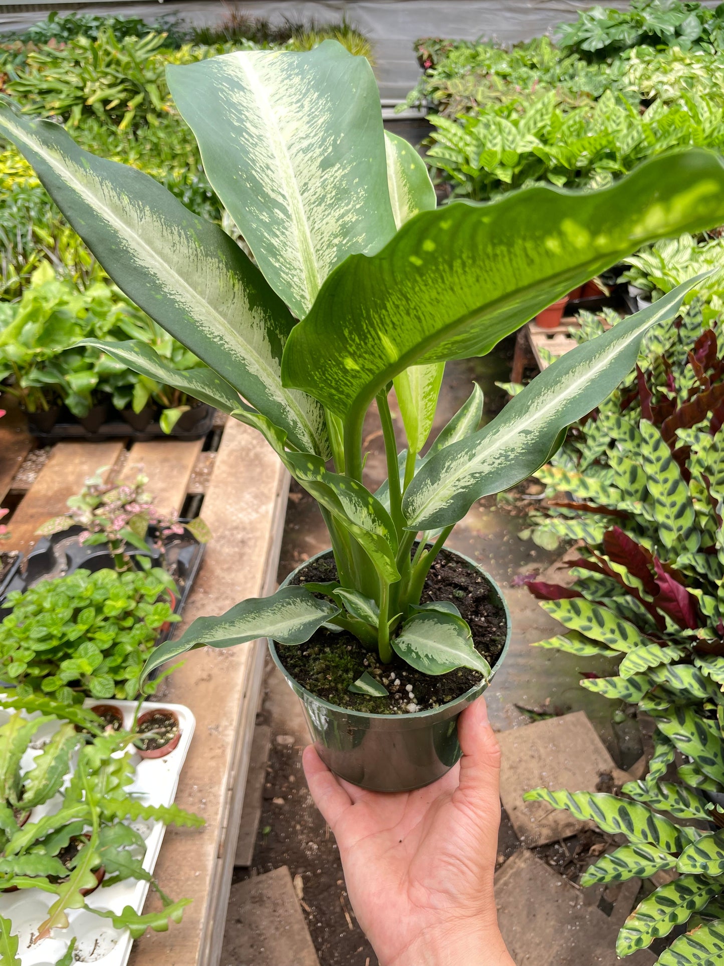 Dieffenbachia Panther | Cactus Clint