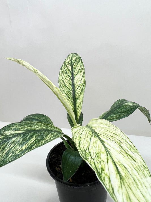 Spathiphyllum Jessica | Cactus Clint