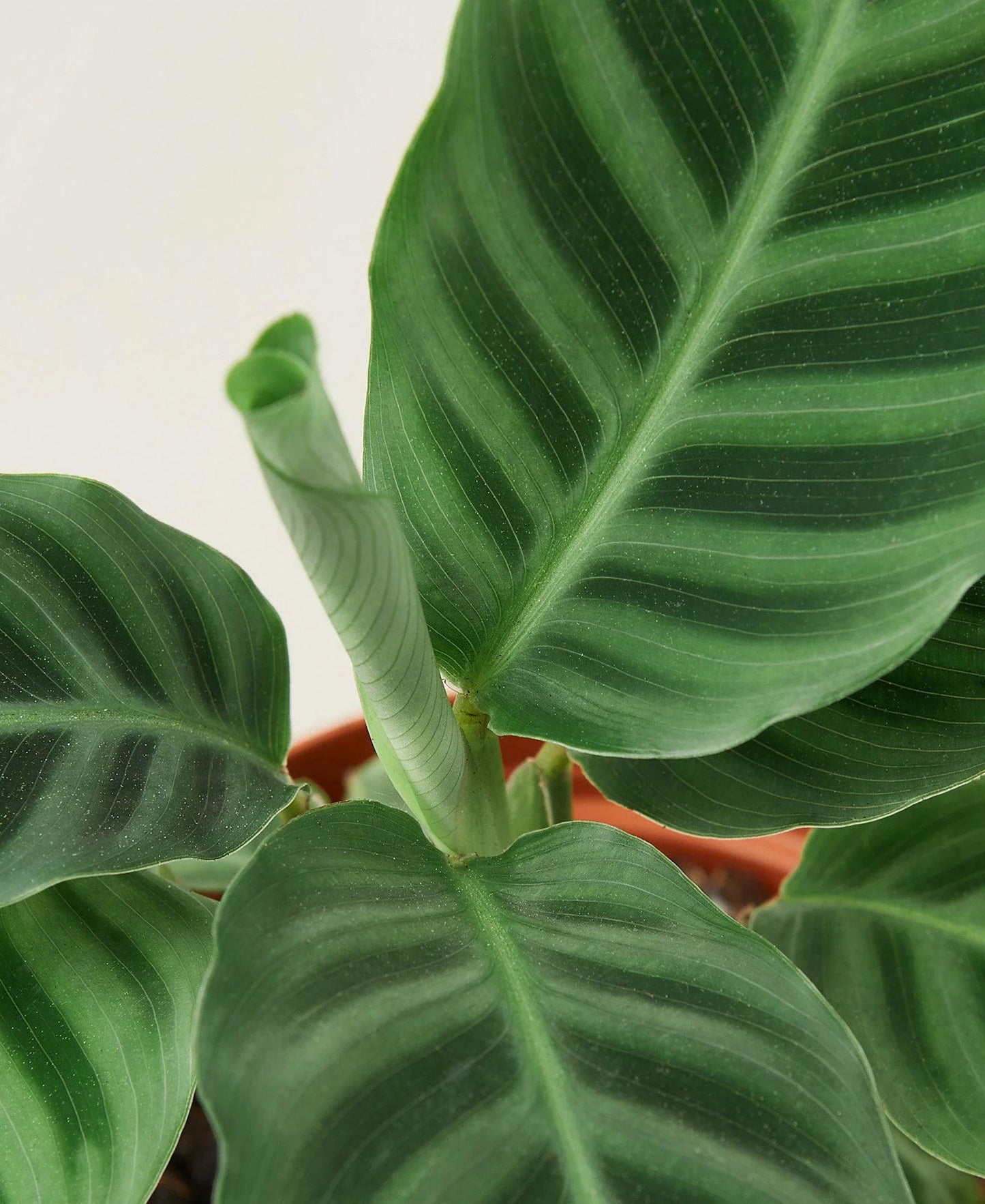 Calathea 'Zebrina' - 4" Pot | Cactus Clint