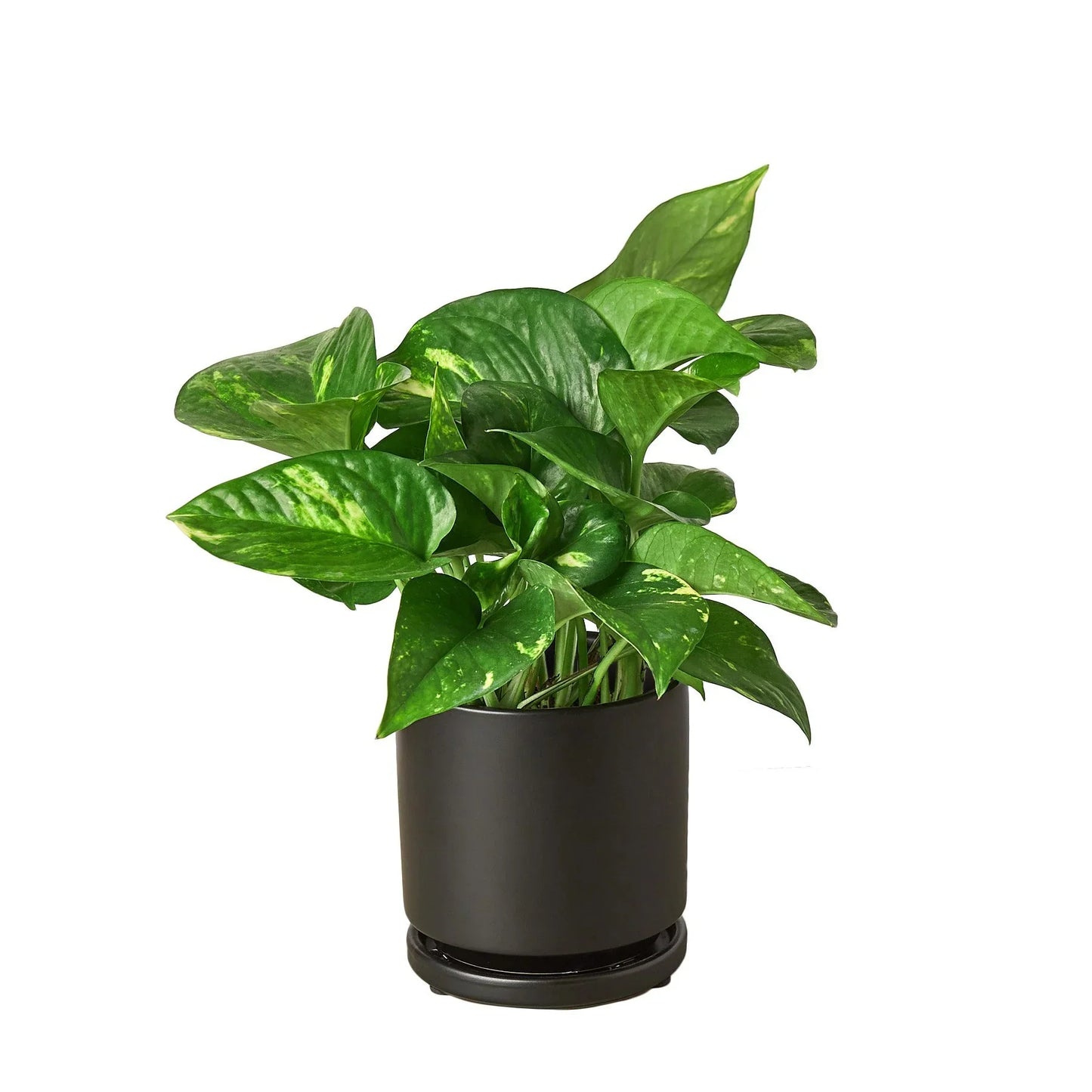 Pothos 'Golden' | Cactus Clint