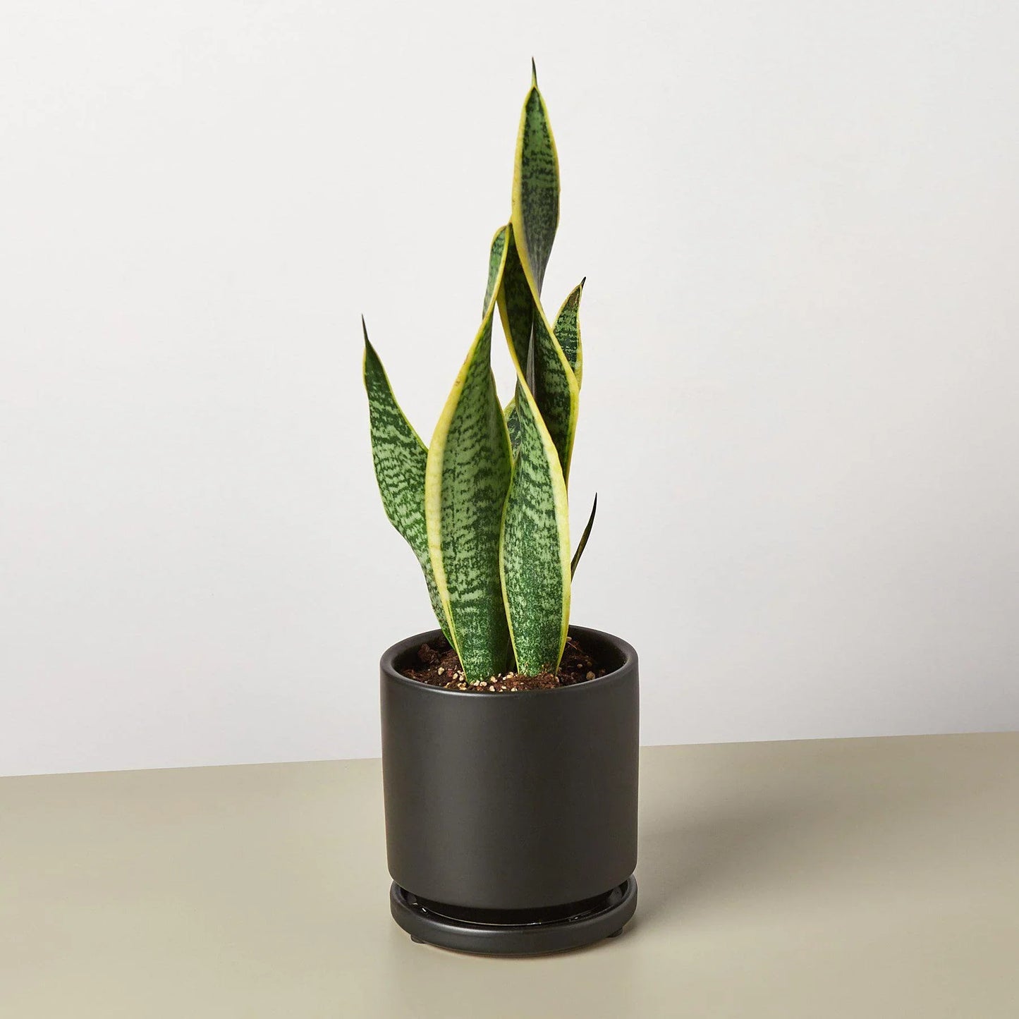 Snake Plant Laurentii | Cactus Clint