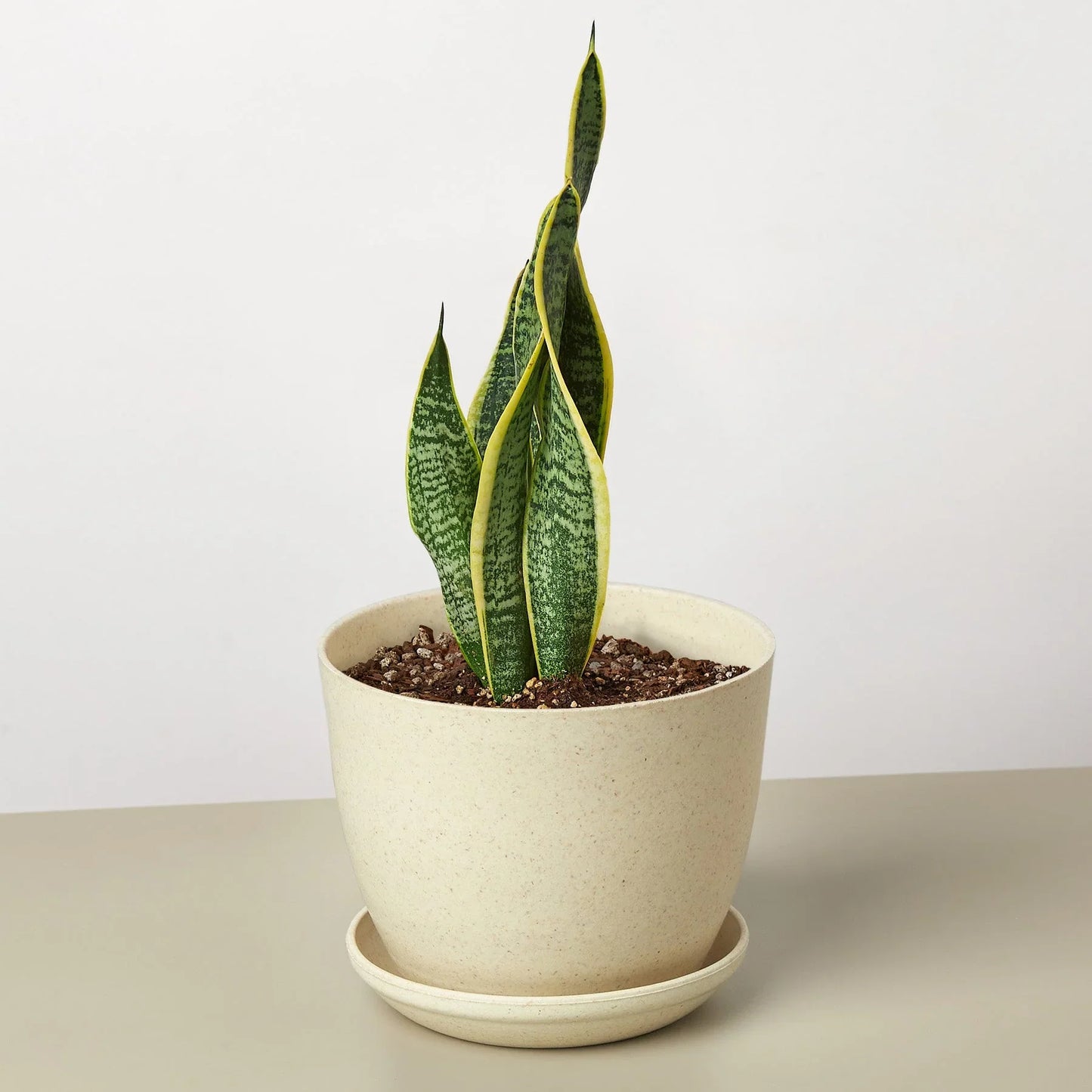 Snake Plant Laurentii | Cactus Clint
