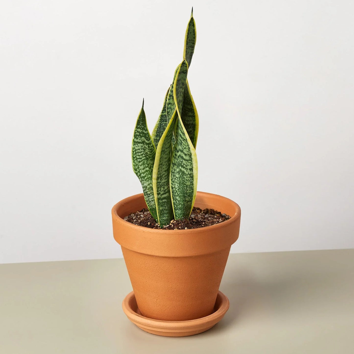 Snake Plant Laurentii | Cactus Clint
