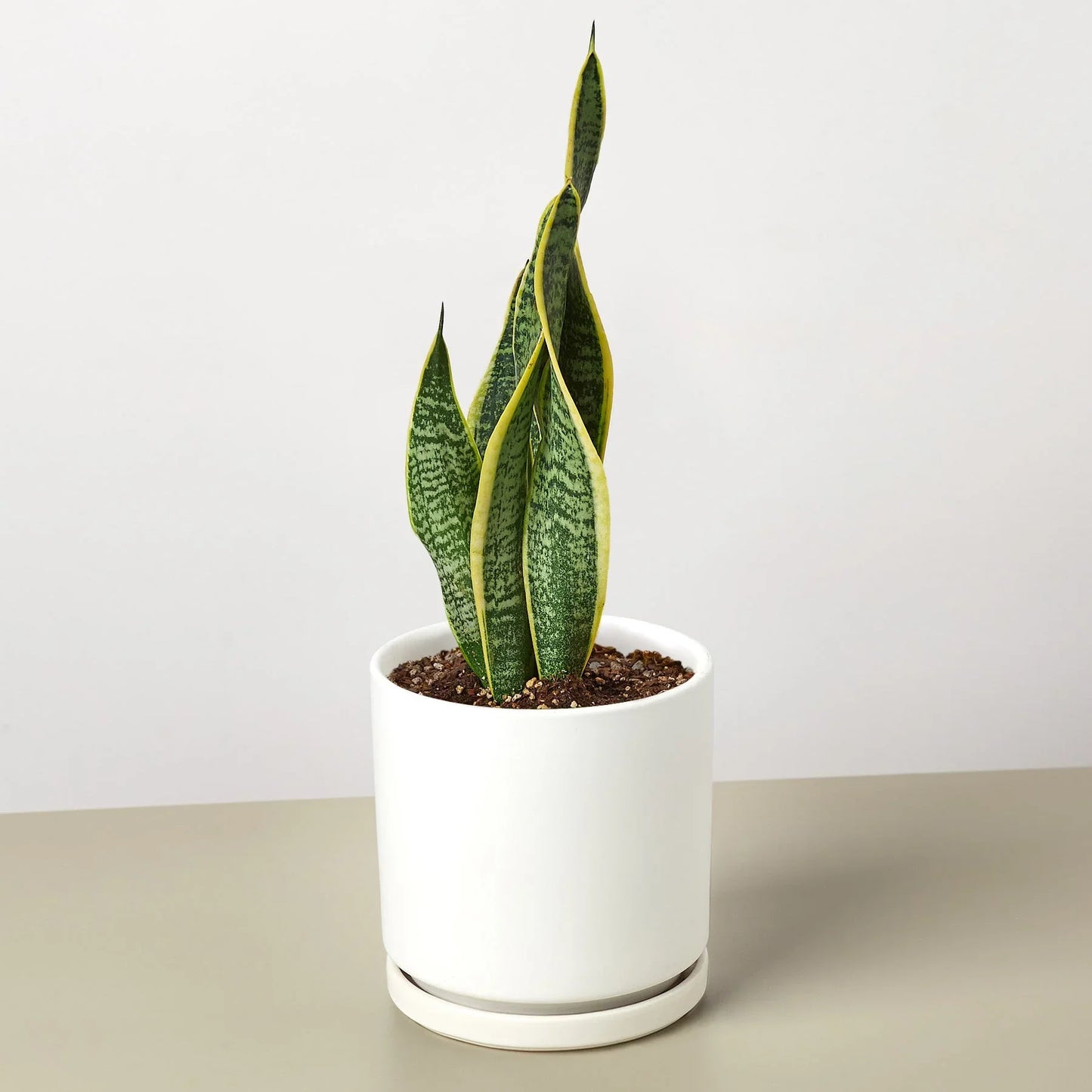 Snake Plant Laurentii | Cactus Clint