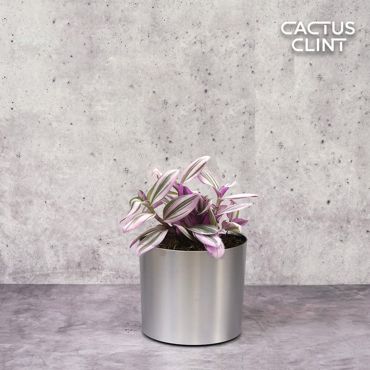 Tradescantia 'Nanouk' | Cactus Clint