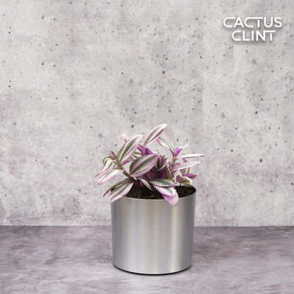 Tradescantia 'Nanouk'