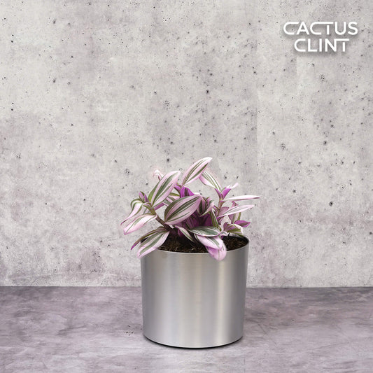 Tradescantia 'Nanouk' | Cactus Clint