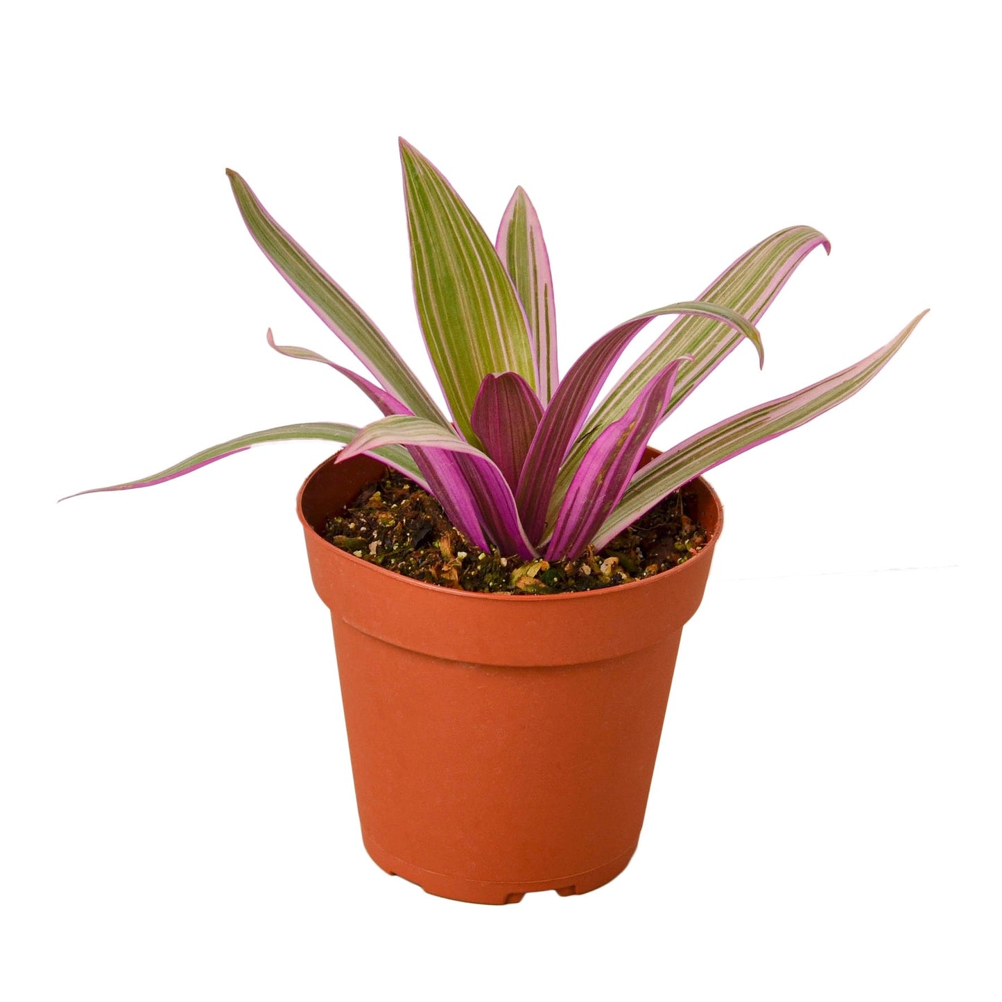 Oyster Plant 'Moses in the Cradle' | Cactus Clint