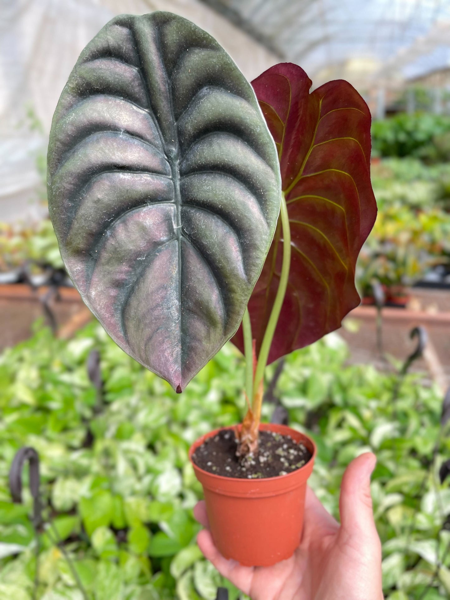 Alocasia 'Red Secret' | Cactus Clint