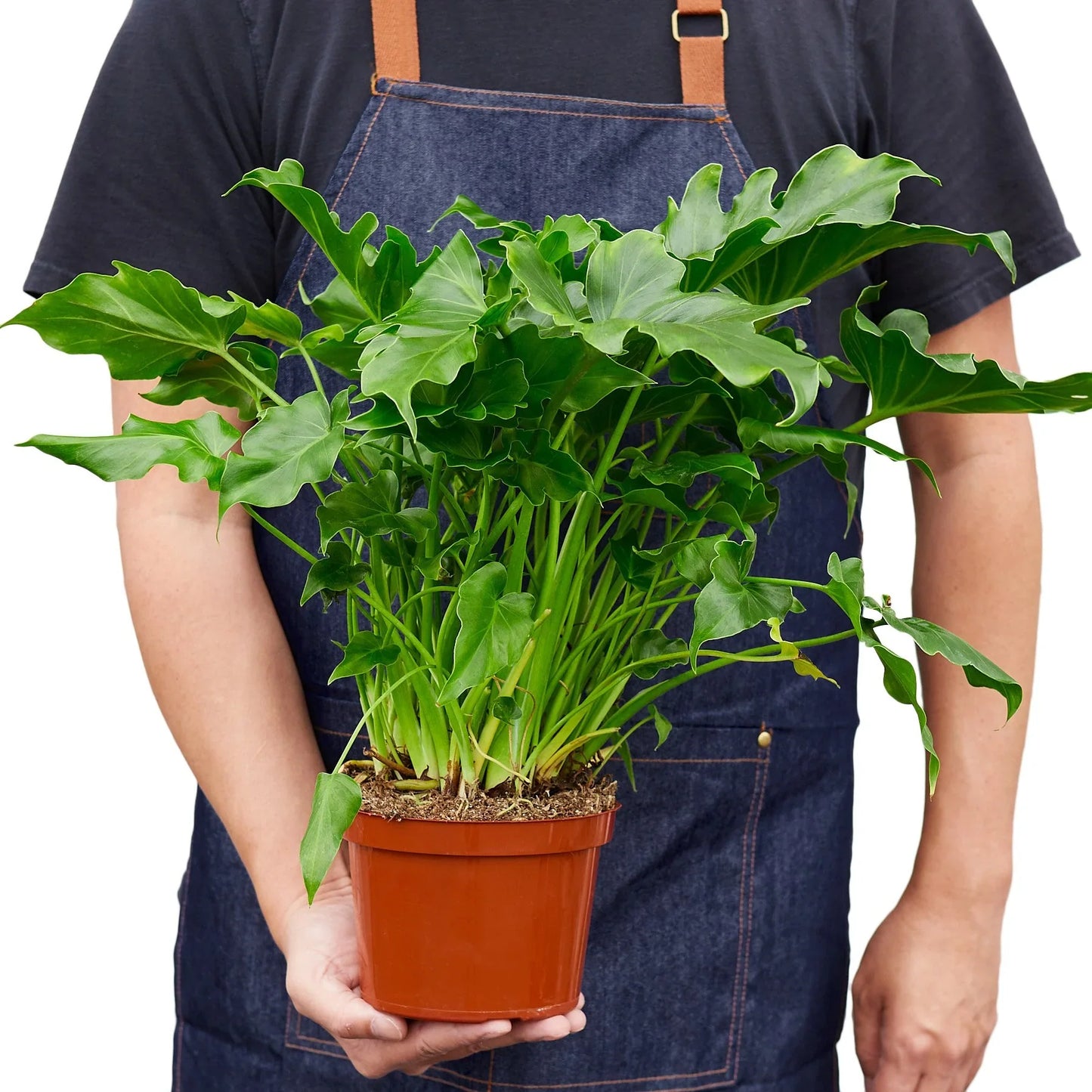 Philodendron ‘Little Hope' | Cactus Clint