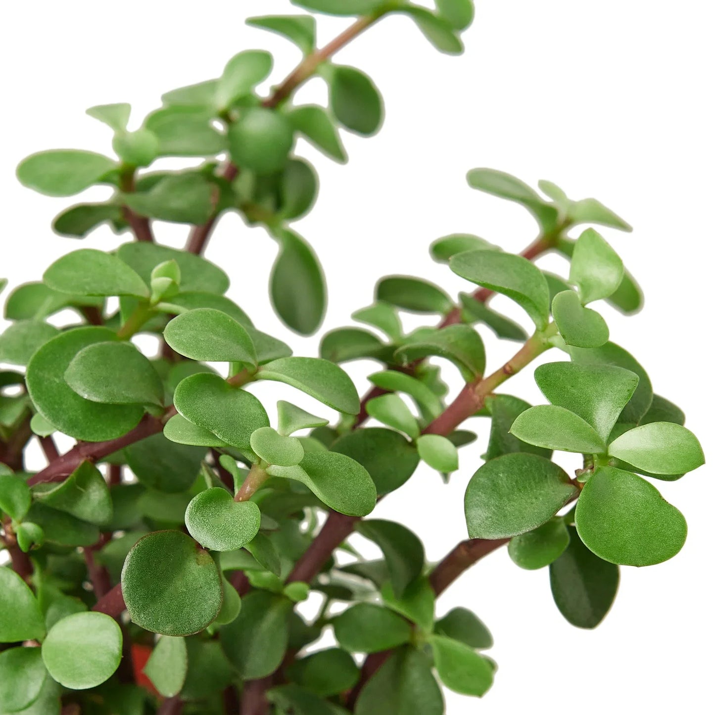 Succulent 'Elephant Bush' | Cactus Clint