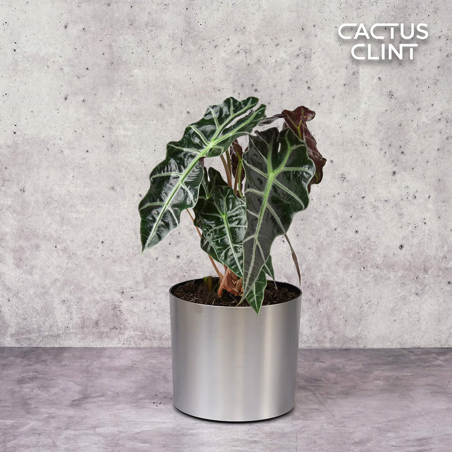 Alocasia Polly 'African Mask' | Cactus Clint
