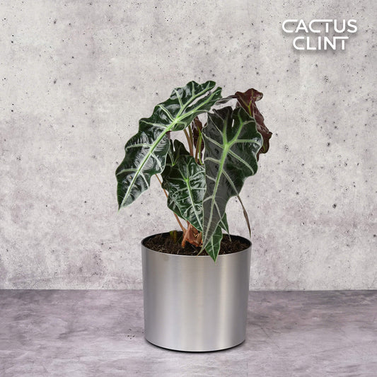 Alocasia Polly 'African Mask' | Cactus Clint