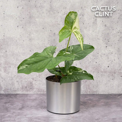 Syngonium 'Albo Variegata'