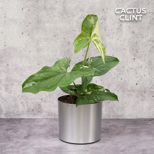 Syngonium 'Albo Variegata' | Cactus Clint