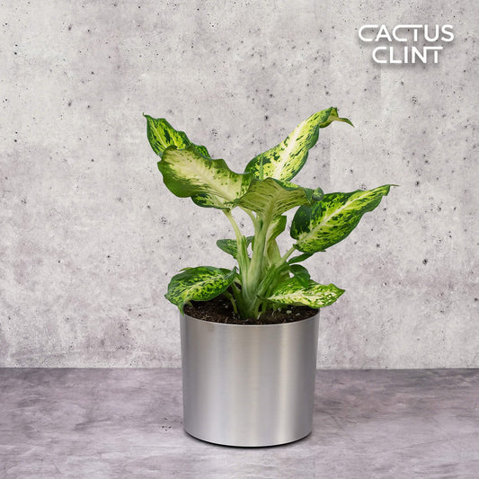 Dieffenbachia 'Amy' | Cactus Clint