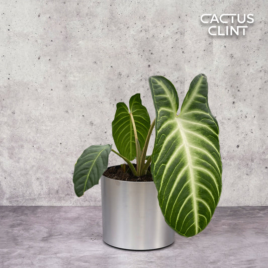 Xanthosoma 'Lendenii' | Cactus Clint