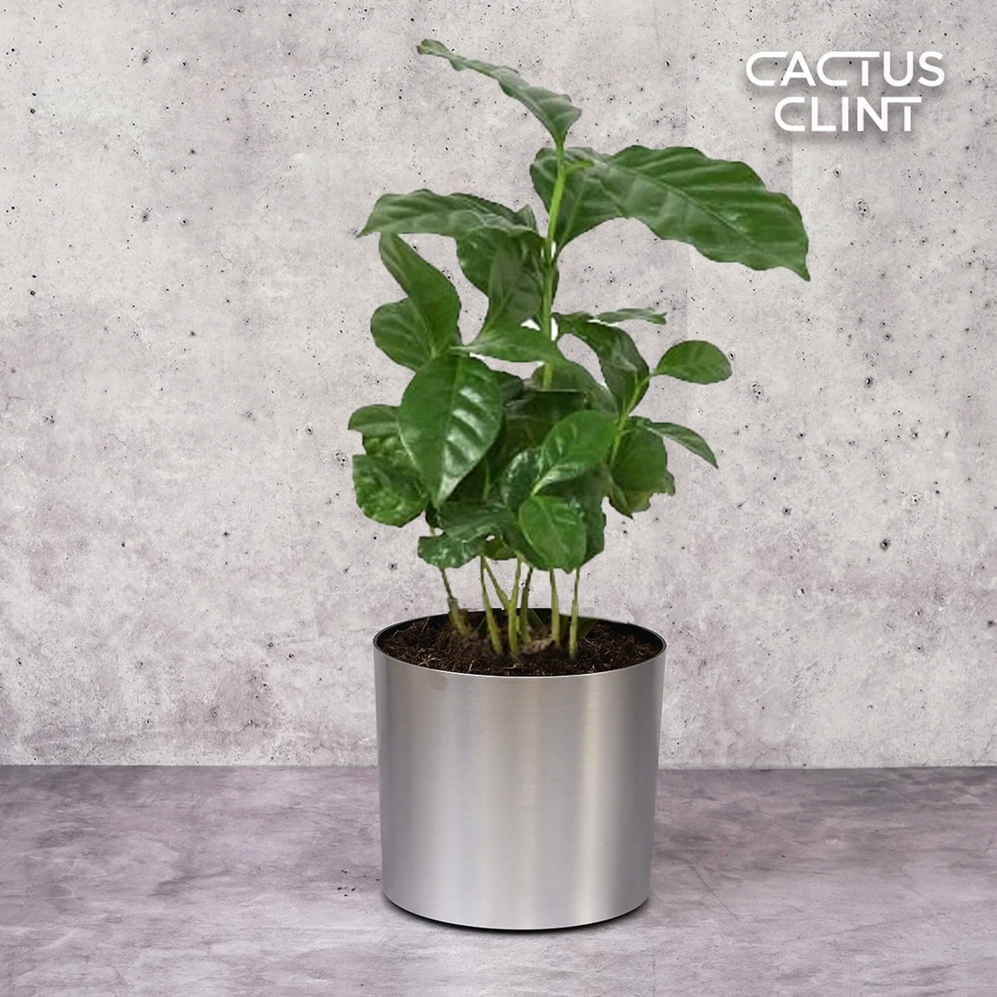 Arabica Coffee | Cactus Clint