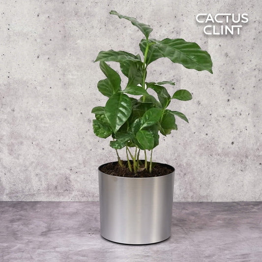 Arabica Coffee | Cactus Clint