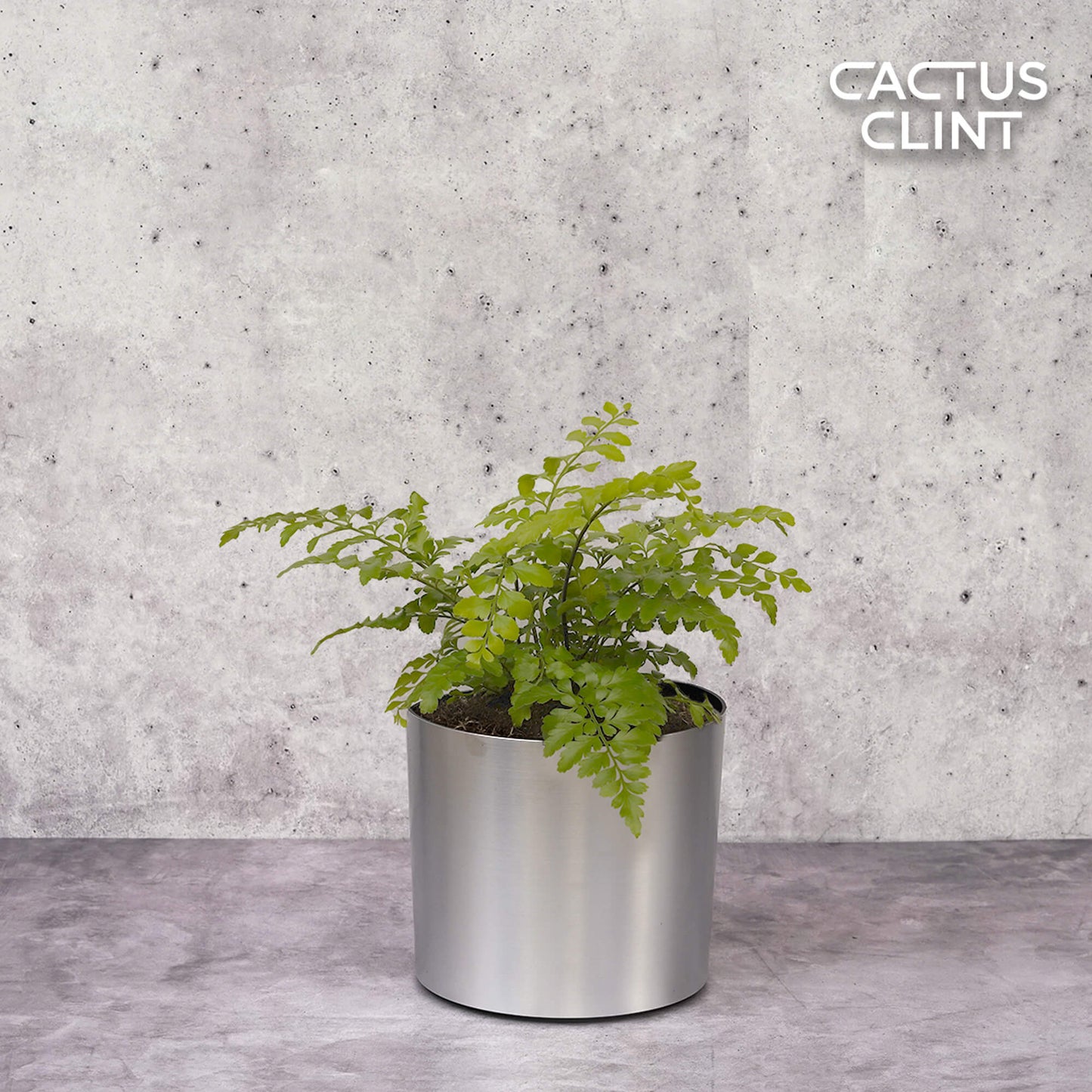 Autumn' Fern | Cactus Clint